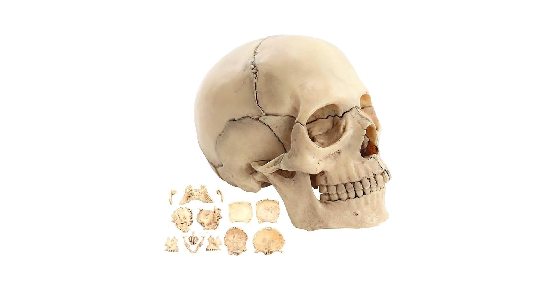 Amazon.co.jp: 頭蓋骨モデル、1:2 PVC 頭蓋骨解剖モデル、15 個